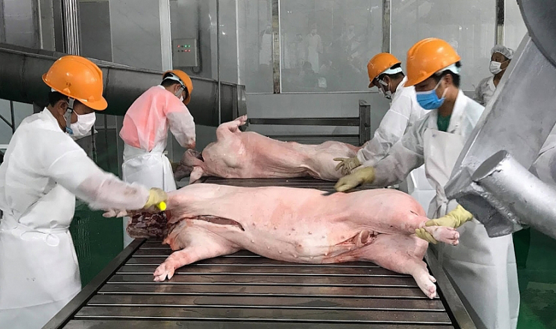 Giải bài toán chất lượng thịt lợn xuất khẩu - Ảnh 1.