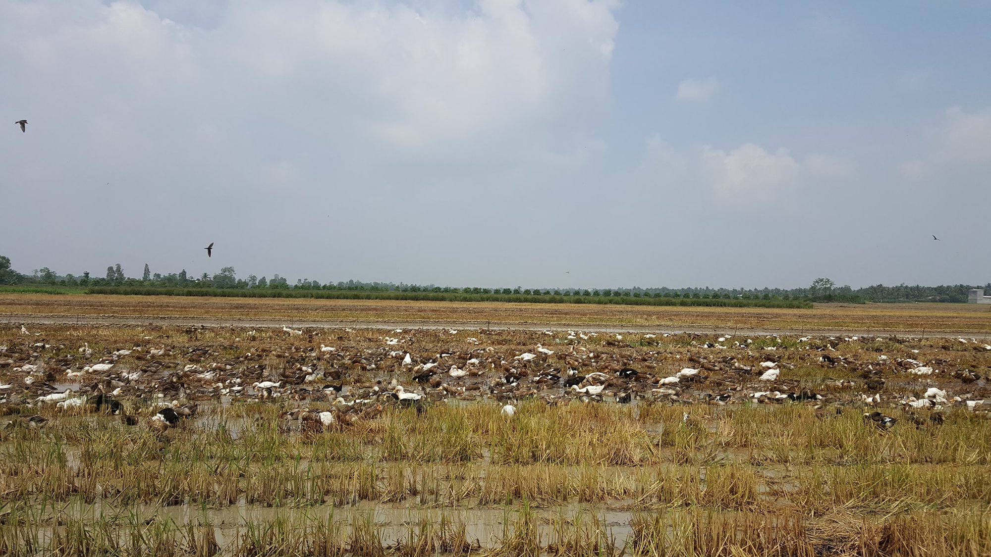 Bắt ốc bươu vàng băm nhỏ, mót lúa chét cho vịt ăn, lớn đem thịt rồi nấu cháo vịt, má cho cả nhà bữa ngon - Ảnh 3.