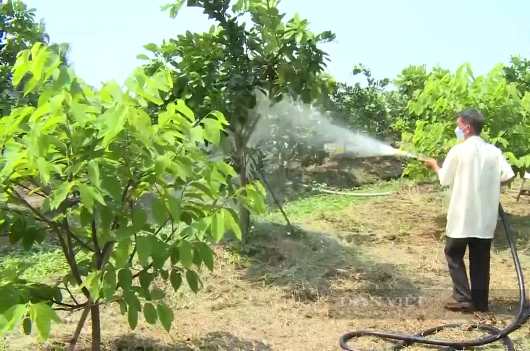 Thua lỗ bán đất trả nợ, nông dân chuyển sang trồng cây đặc sản kiểu “thả vịt đi lùa” sống khỏe - Ảnh 3.