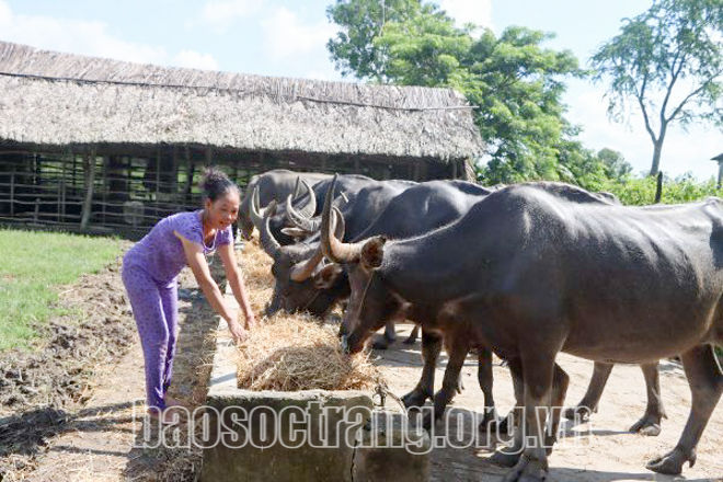 Một nông dân Sóc Trăng phất lên nhờ nuôi con &quot;là đầu cơ nghiệp&quot; - Ảnh 1.