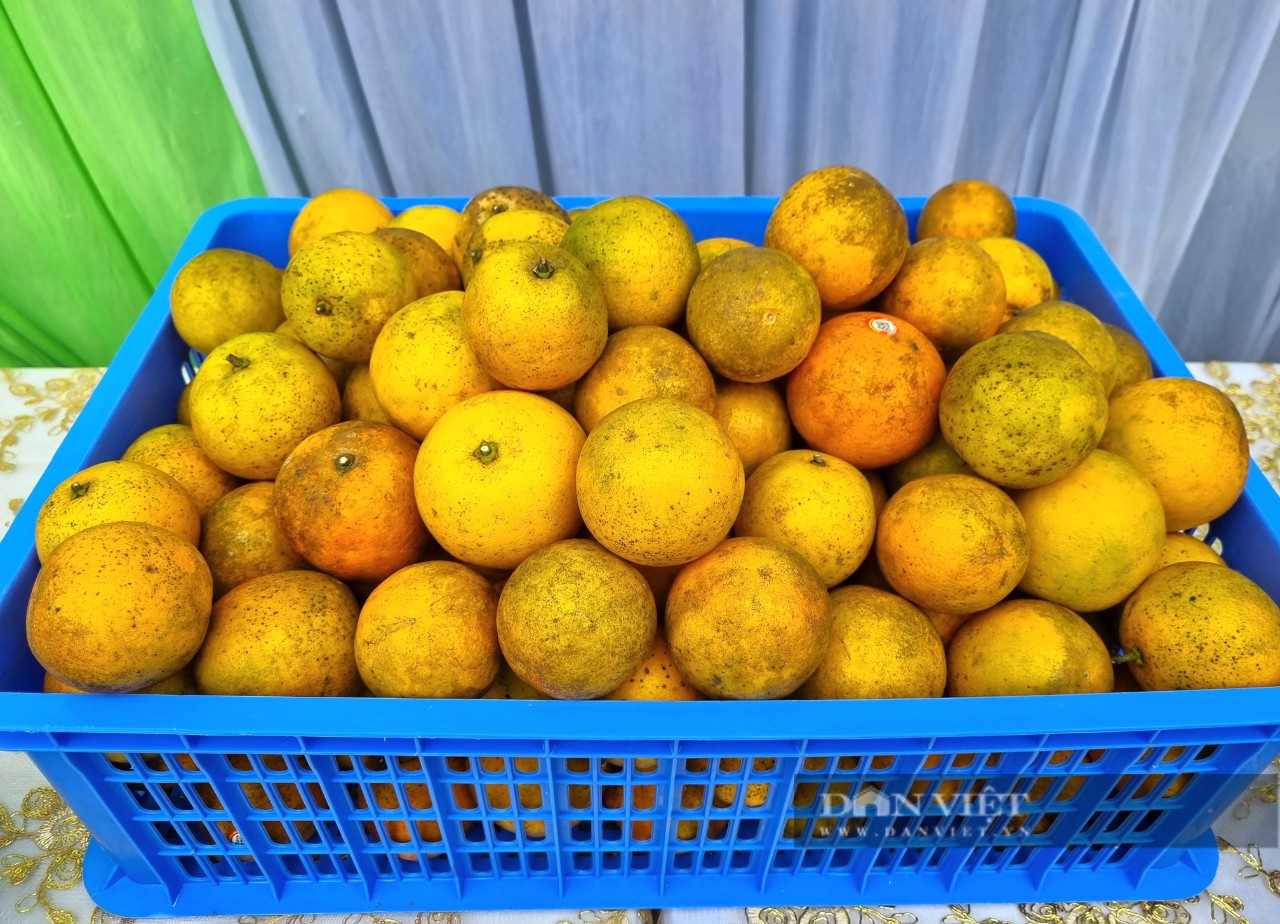 Điểm giới thiệu, tiêu thụ cam vàng Hà Giang tại tỉnh Ninh Bình - Ảnh 4.
