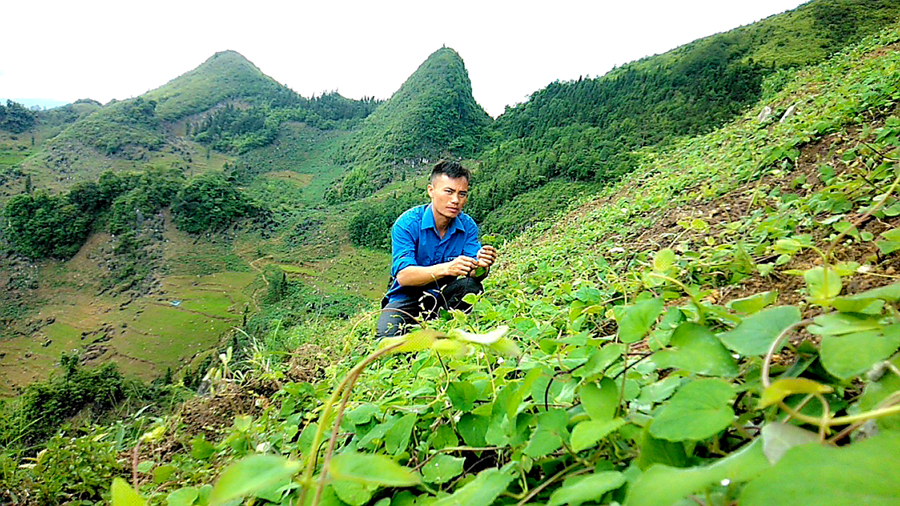 Trồng cây đẳng sâm, cây hoàng tinh hoa đỏ la liệt, trai Hà Giang nhổ củ lên bán 50.000-60.000 đồng/kg - Ảnh 1.