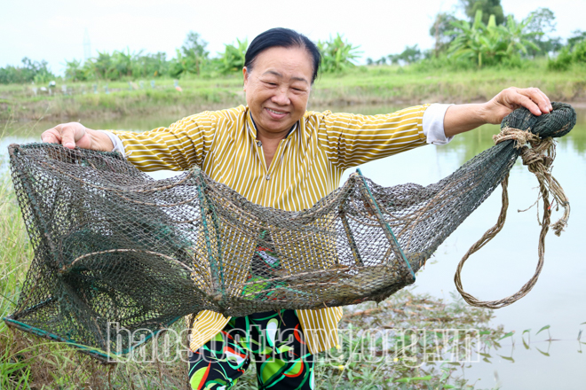 Nuôi cua kiểu gì mà bẫy lên toàn con to bự, các chị nông dân Sóc Trăng bán cua gạch tới 300.000 đồng/kg? - Ảnh 1.