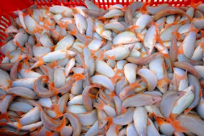 Loài cá kêu éc éc đang được nuôi lồng bè vùng đầu nguồn ở An Giang, bán 500.000 đồng/kg - Ảnh 1.