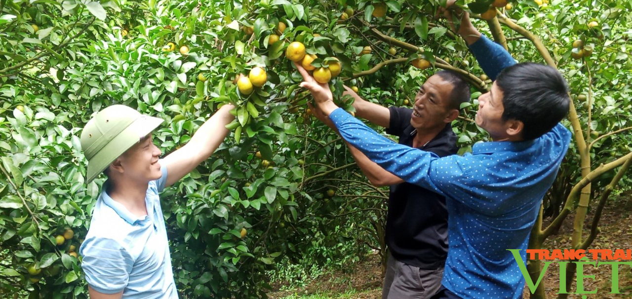 Phù Yên (Sơn La): Chi hội trưởng nông dân làm kinh tế giỏi - Ảnh 5.