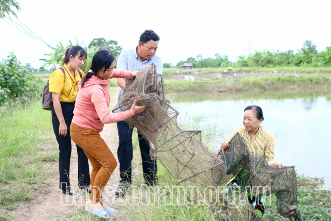 Nuôi cua kiểu gì mà bẫy lên toàn con to bự, các chị nông dân Sóc Trăng bán cua gạch tới 300.000 đồng/kg? - Ảnh 3.