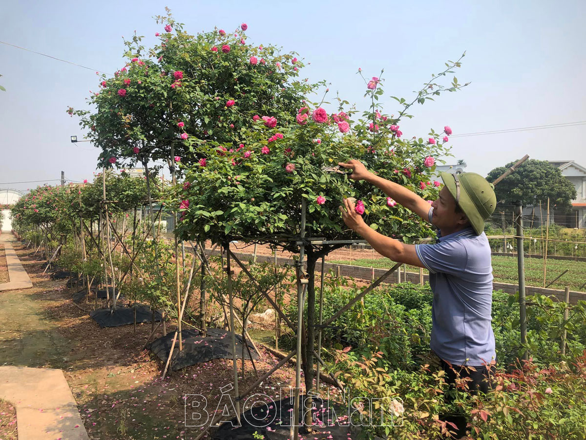 Vùng đất này ở Hà Nam, nông dân làm vườn mẫu trồng hoa hồng, bước vô thấy thơm ngào ngạt - Ảnh 2.