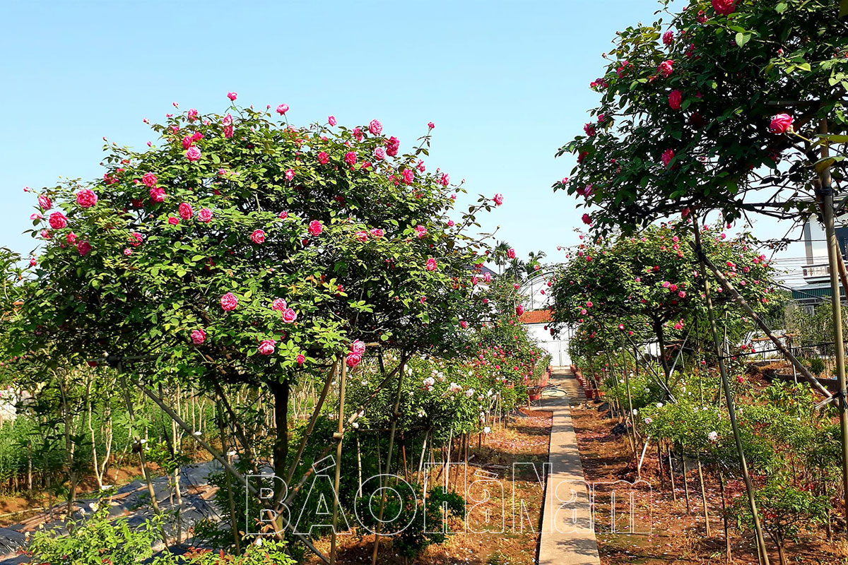 Vùng đất này ở Hà Nam, nông dân làm vườn mẫu trồng hoa hồng, bước vô thấy thơm ngào ngạt - Ảnh 5.
