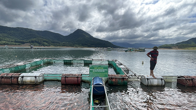 Nuôi cá thát lát cườm hình dáng, màu sắc đẹp ở hồ thủy lợi gắn với tiêu thụ ở Bình Định - Ảnh 1.