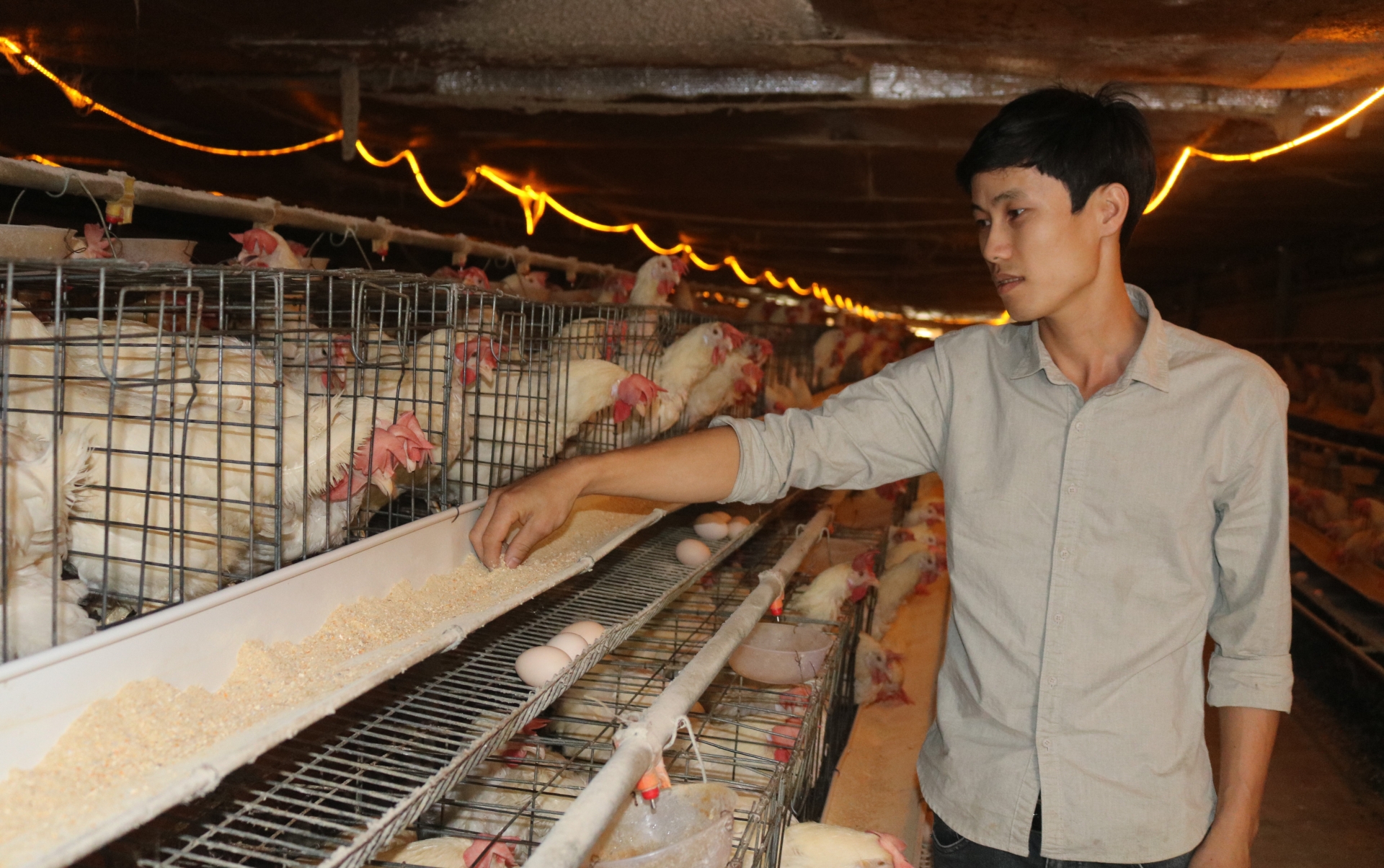 Cho gà đẻ ăn thêm các loại cây thảo dược, anh nông dân Đắk Lắk cứ bán một quả trứng lãi ngay hơn 1.000  - Ảnh 2.