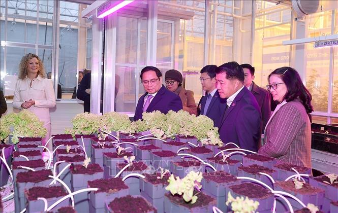 Thủ tướng Phạm Minh Chính thăm mô hình trồng trọt kết nối &quot;3 nhà&quot; ở Hà Lan - Ảnh 1.