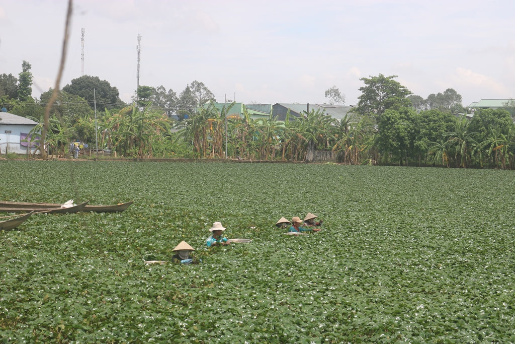 Loại củ không vùi dưới đất mà bơi lơ lửng trong ruộng An Giang, nông dân trồng khấm khá, người ăn bổ dưỡng - Ảnh 3.