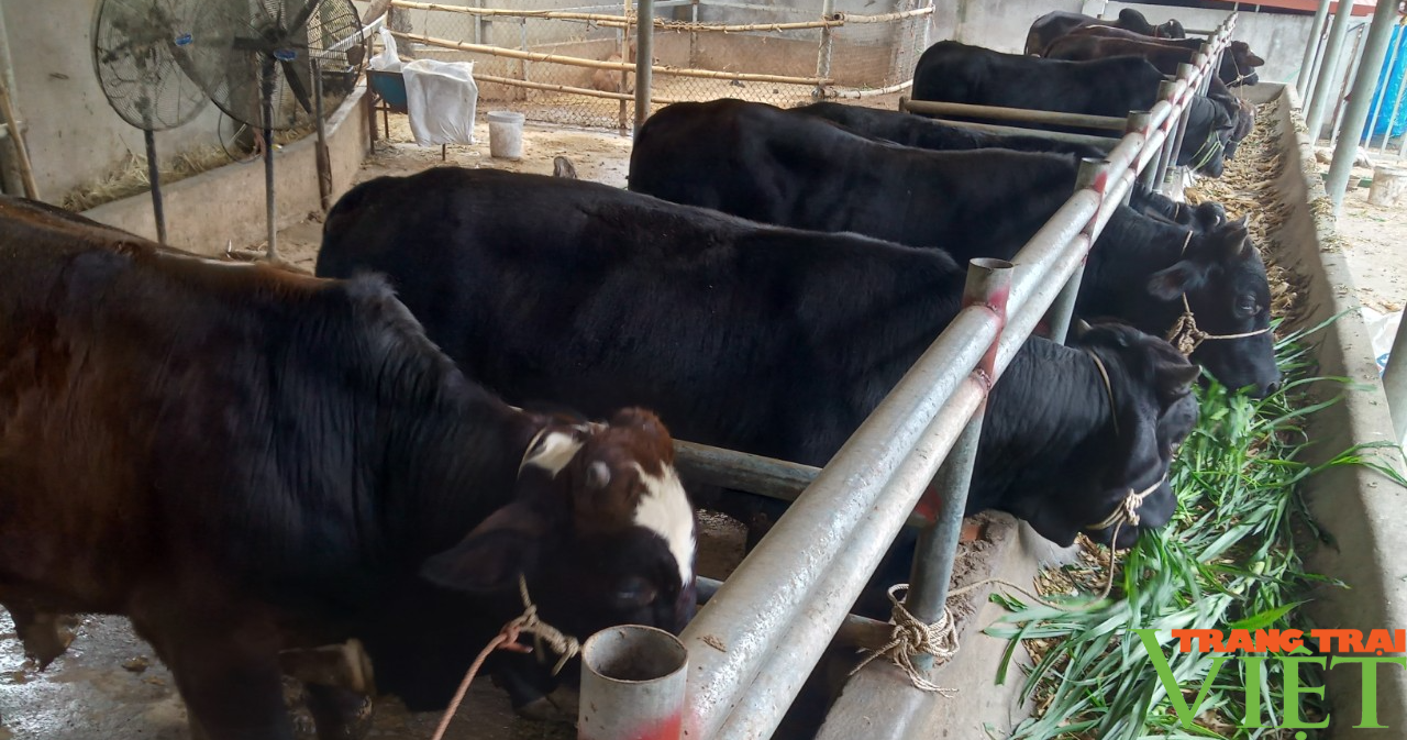 Chăn nuôi trâu, bò nhốt chuồng, bước đột phá ở xã vùng khó Sơn La - Ảnh 2.