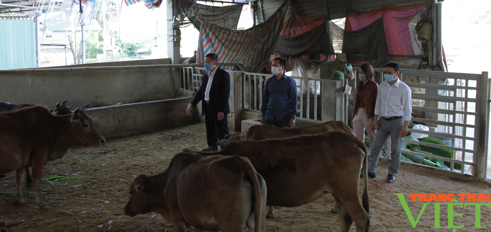 Chăn nuôi trâu, bò nhốt chuồng, bước đột phá ở xã vùng khó Sơn La - Ảnh 4.