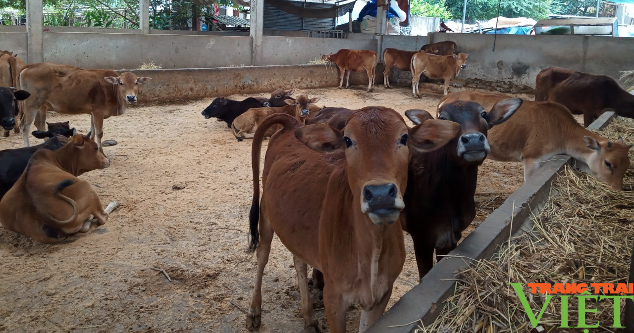 Chăn nuôi trâu, bò nhốt chuồng, bước đột phá ở xã vùng khó Sơn La - Ảnh 6.