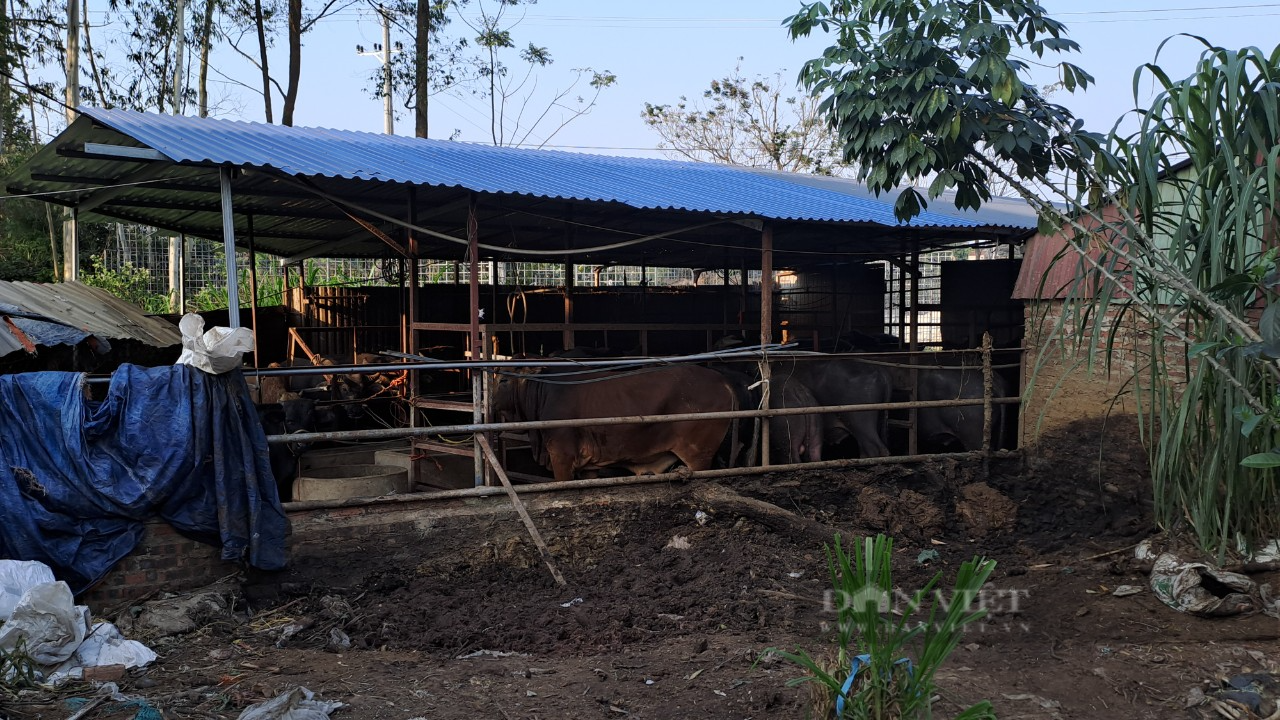 Thái Nguyên: Nhiều hộ dân khốn khổ vì lò mổ trâu bò không phép gây ô nhiễm môi trường - Ảnh 2.