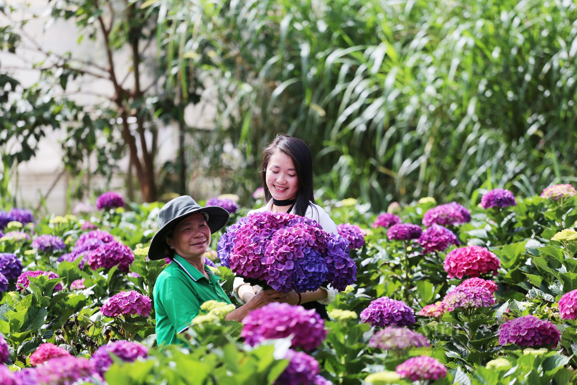 Vườn hoa cẩm tú cầu tím nở rộ &quot;hút hồn&quot; khách du lịch  - Ảnh 7.