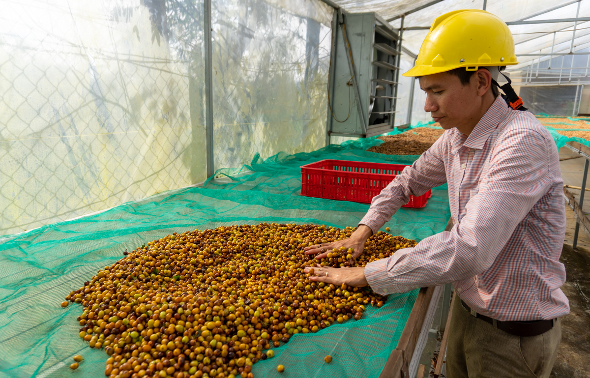 Loại quả cà phê đặc biệt cho thứ hạt vàng, cả nước chỉ có 2 tỉnh trồng, đó là giống cà phê gì? - Ảnh 6.