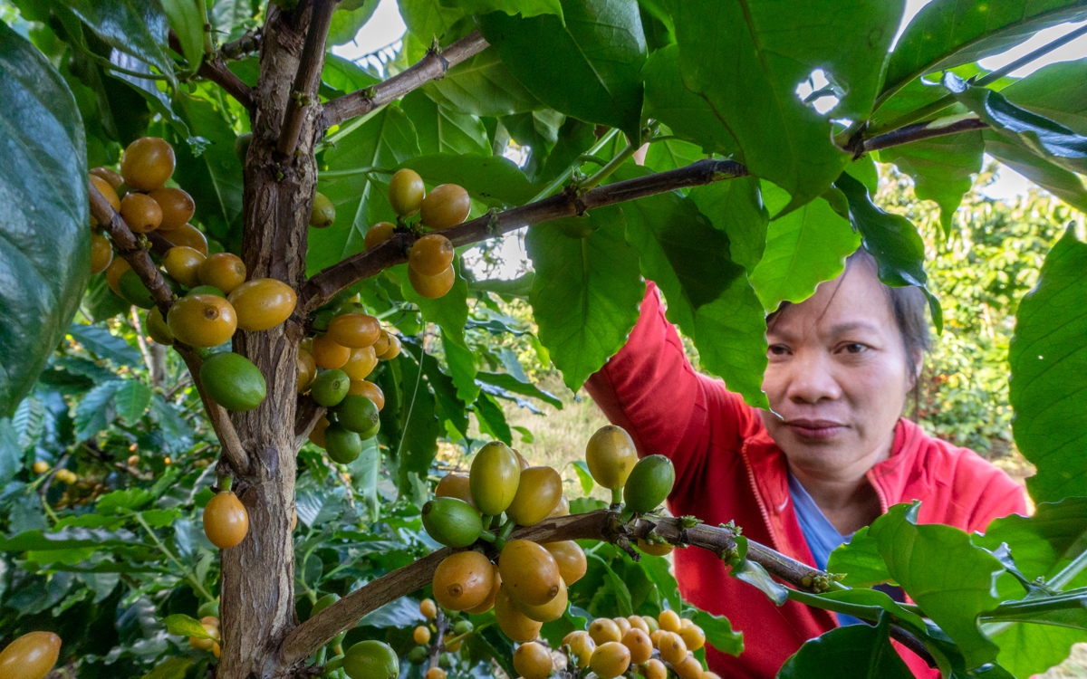 Loại quả cà phê đặc biệt cho thứ hạt vàng, cả nước chỉ có 2 tỉnh trồng, đó là giống cà phê gì?