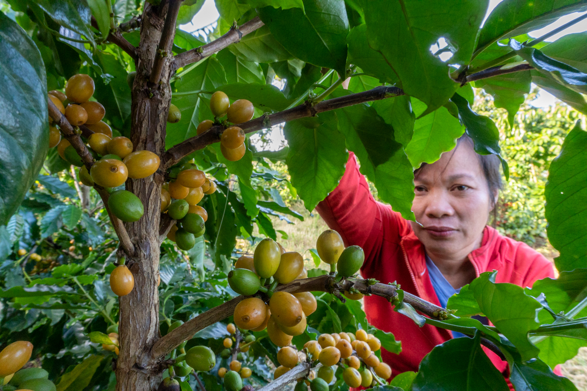 Loại quả cà phê đặc biệt cho thứ hạt vàng, cả nước chỉ có 2 tỉnh trồng, đó là giống cà phê gì? - Ảnh 9.