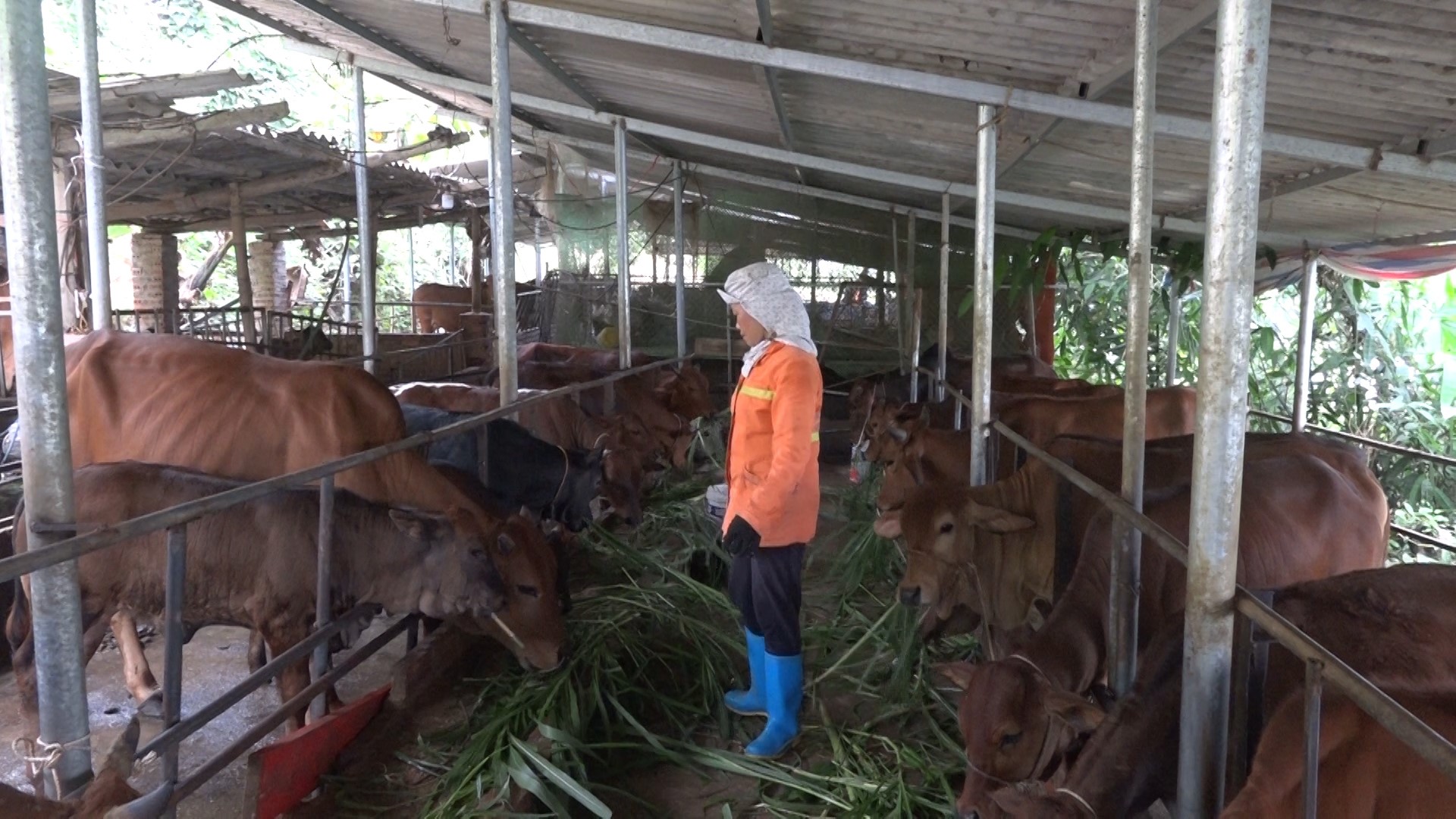 Chăn nuôi bò tập trung, nông dân thu lãi trăm triệu mỗi năm - Ảnh 1.