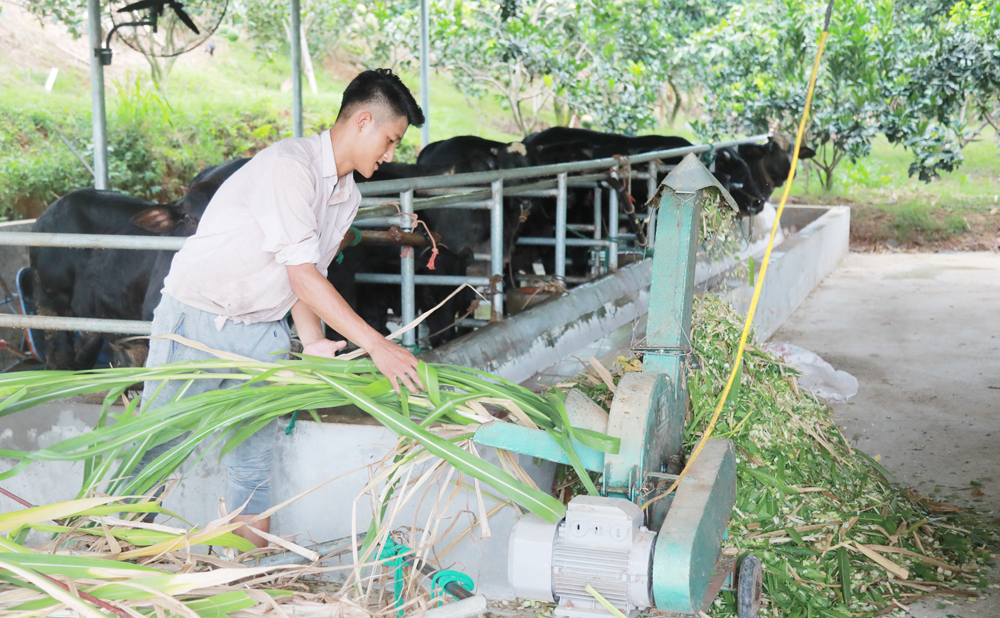 Chăn nuôi bò tập trung, nông dân thu lãi trăm triệu mỗi năm - Ảnh 2.