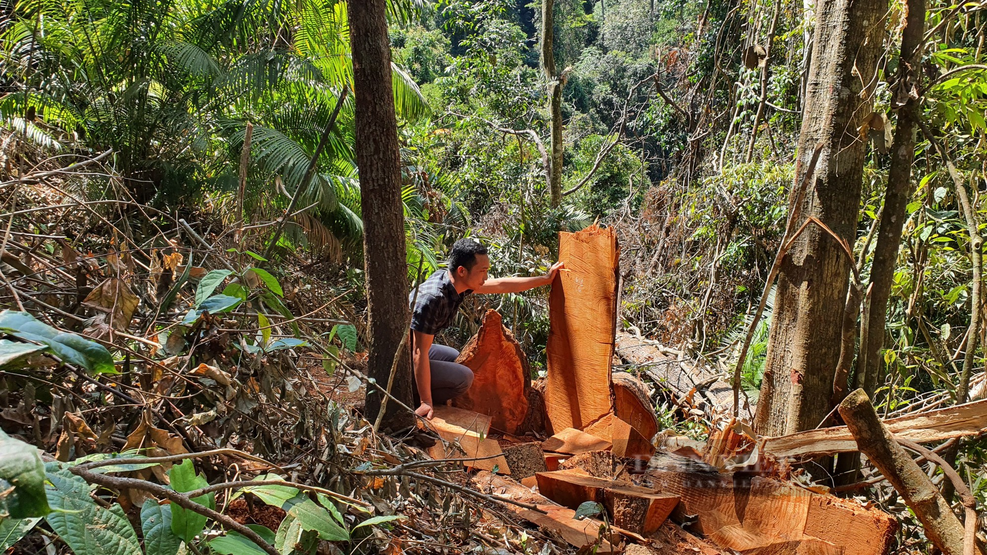 Kon Tum: 11 tháng, lâm tặc cưa hạ gần 420m3 gỗ - Ảnh 1.