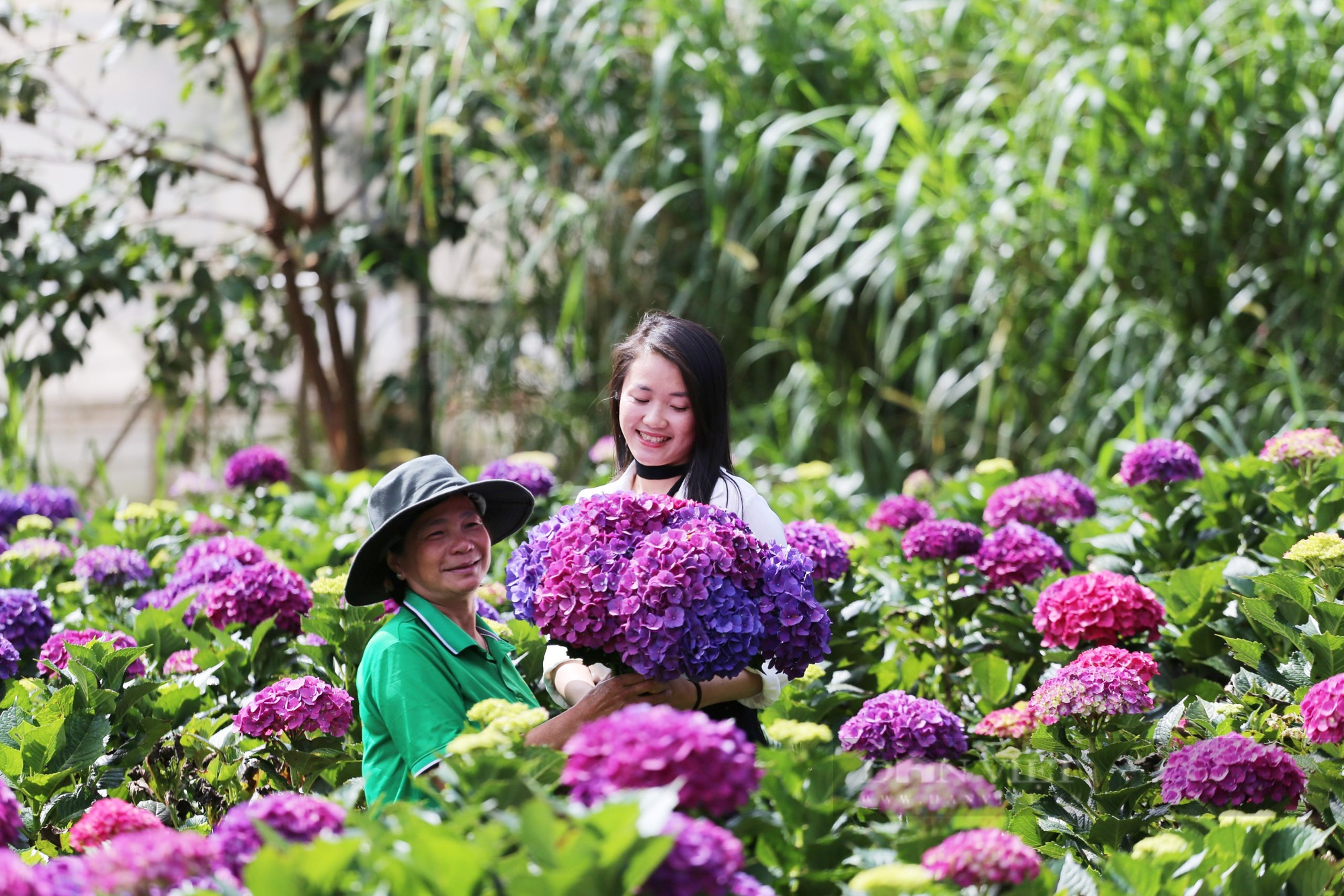 Kỹ sư điện bỏ nghề về trồng hoa cẩm tú cầu tím, thu nhập 100 triệu đồng mỗi năm - Ảnh 4.