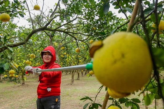 &quot;Vương quốc&quot; bưởi Diễn rộn ràng mùa thu hoạch bán Tết: Chủ vườn thu về tiền tỷ, ai ai cũng vui mừng - Ảnh 7.