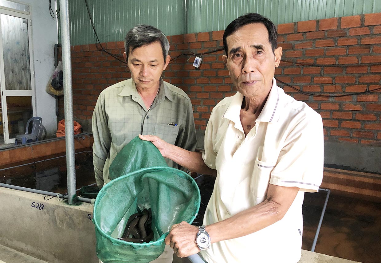 Ai ngờ nuôi lươn đặc sản cả đời trong bể xi măng ở phố núi Gia Lai ...