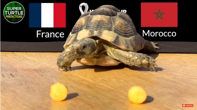 &quot;Thần rùa&quot; Turtle dự đoán kết quả Pháp vs Maroc (2h ngày 15/12, bán kết World Cup 2022) - Ảnh 1.