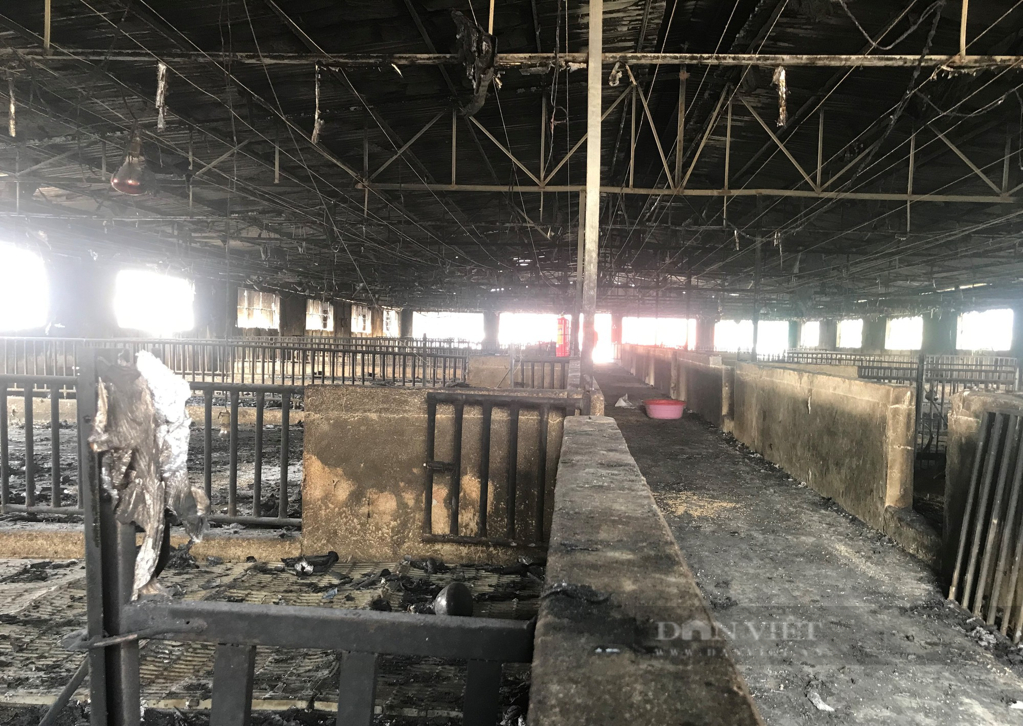 Cảnh tan hoang tại trang trại nơi xảy ra vụ cháy kinh hoàng thiêu chết hơn 1.000 con lợn - Ảnh 2.