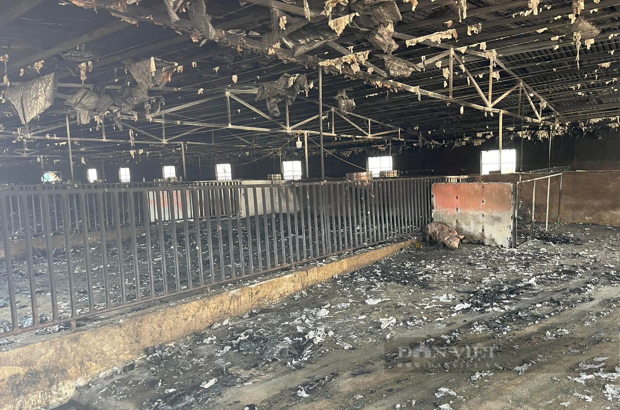Cảnh tan hoang tại trang trại nơi xảy ra vụ cháy kinh hoàng thiêu chết hơn 1.000 con lợn - Ảnh 3.