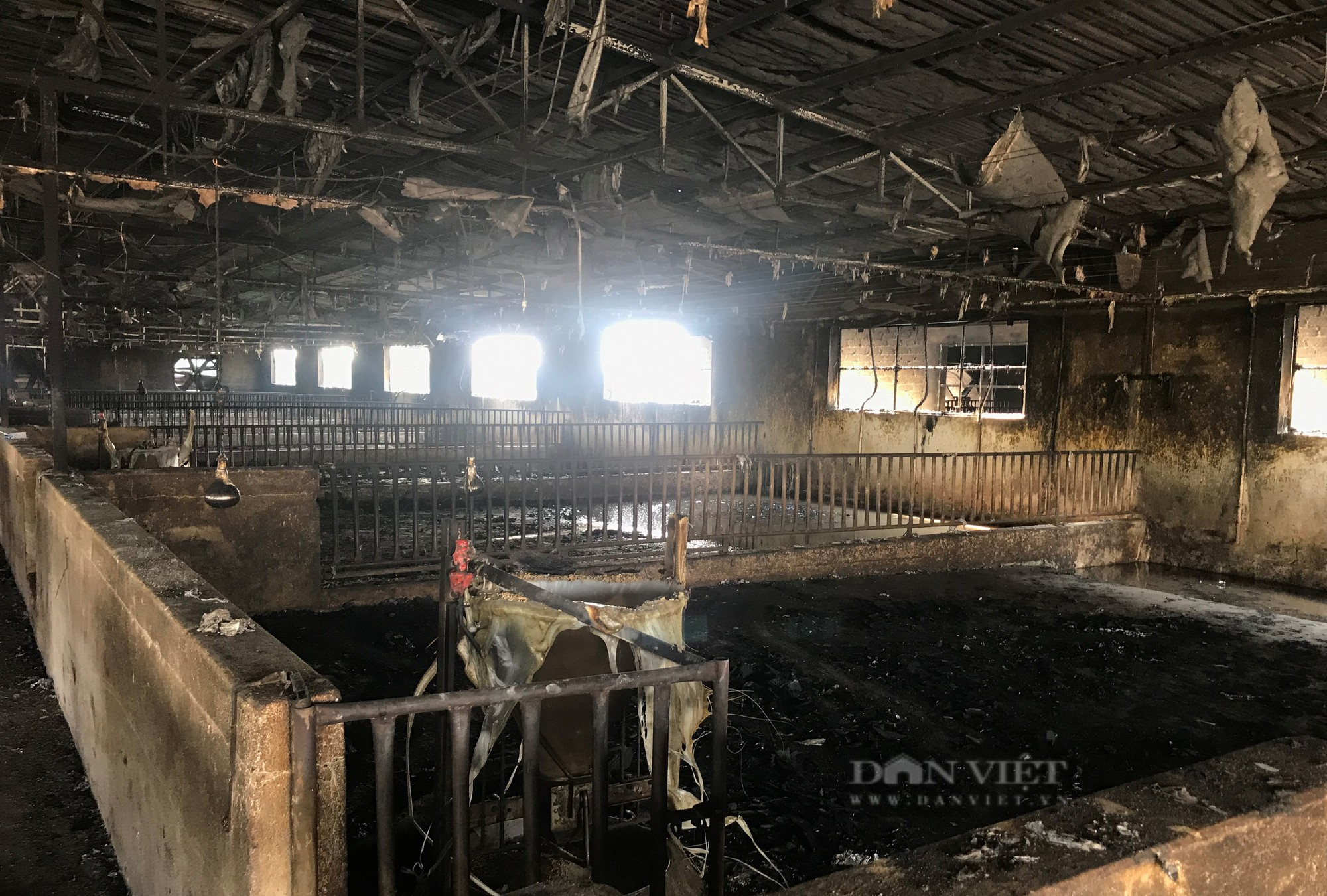 Cảnh tan hoang tại trang trại nơi xảy ra vụ cháy kinh hoàng thiêu chết hơn 1.000 con lợn - Ảnh 6.