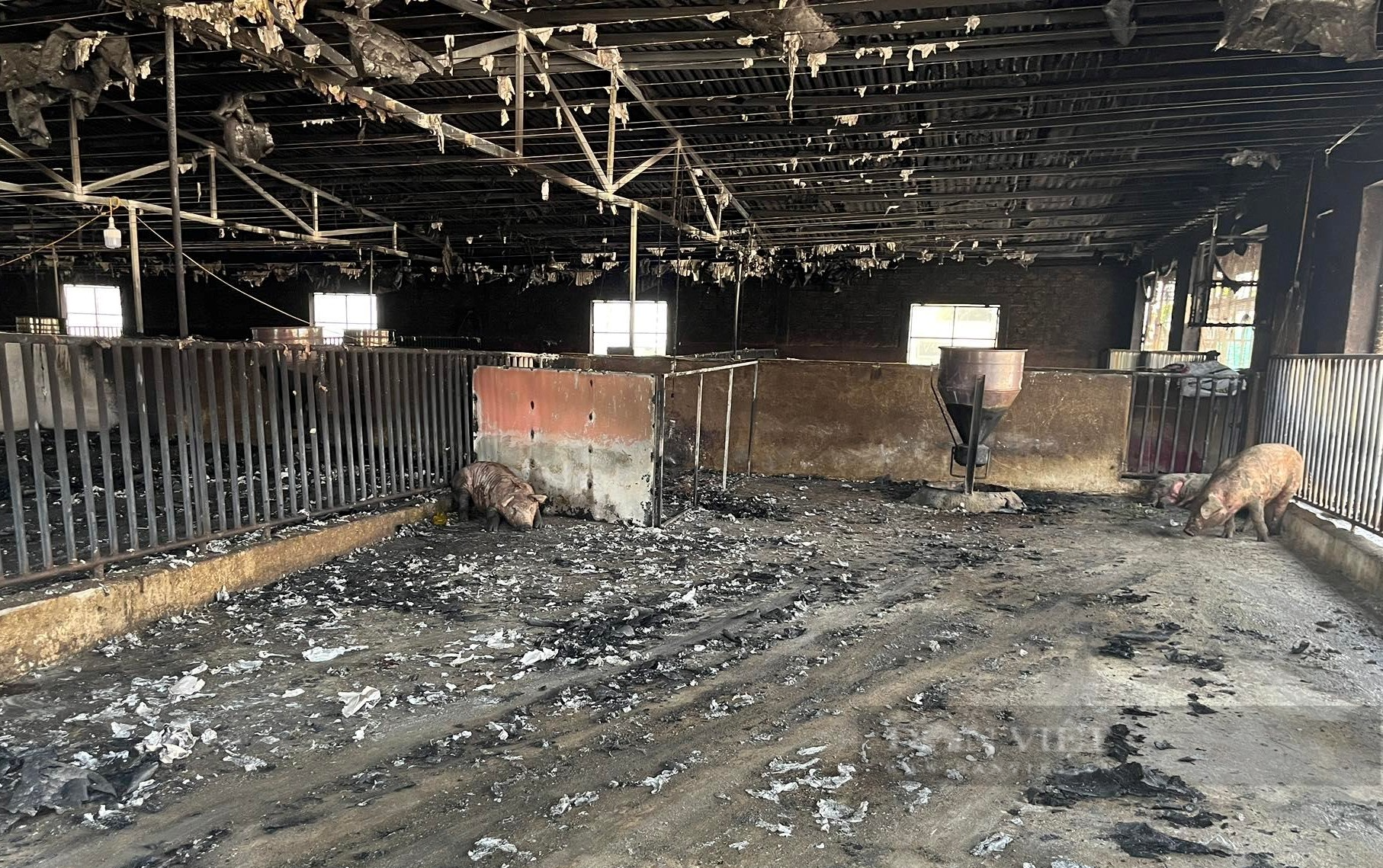 Cảnh tan hoang tại trang trại nơi xảy ra vụ cháy kinh hoàng thiêu chết hơn 1.000 con lợn - Ảnh 9.