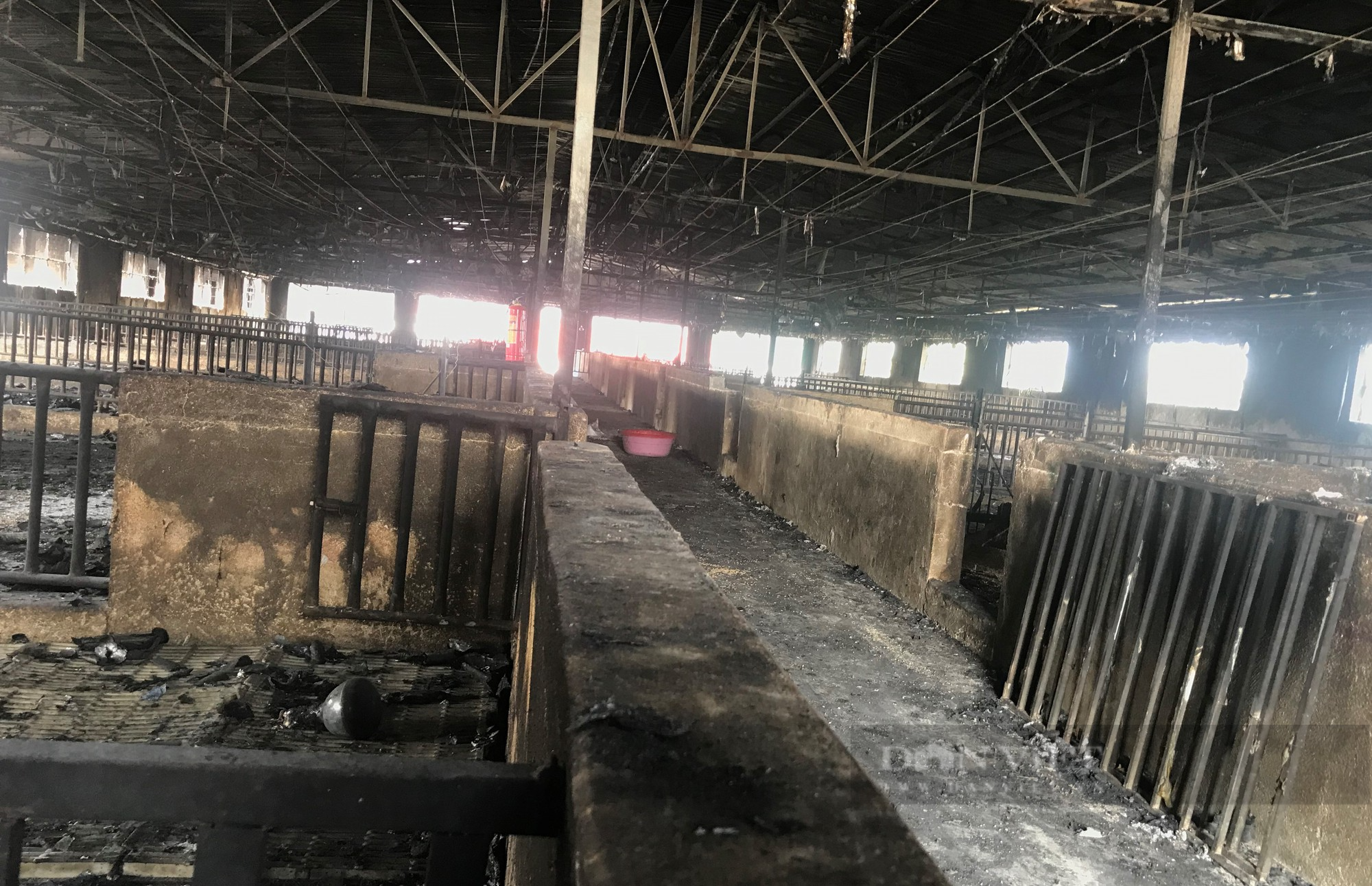 Cảnh tan hoang tại trang trại nơi xảy ra vụ cháy kinh hoàng thiêu chết hơn 1.000 con lợn - Ảnh 12.