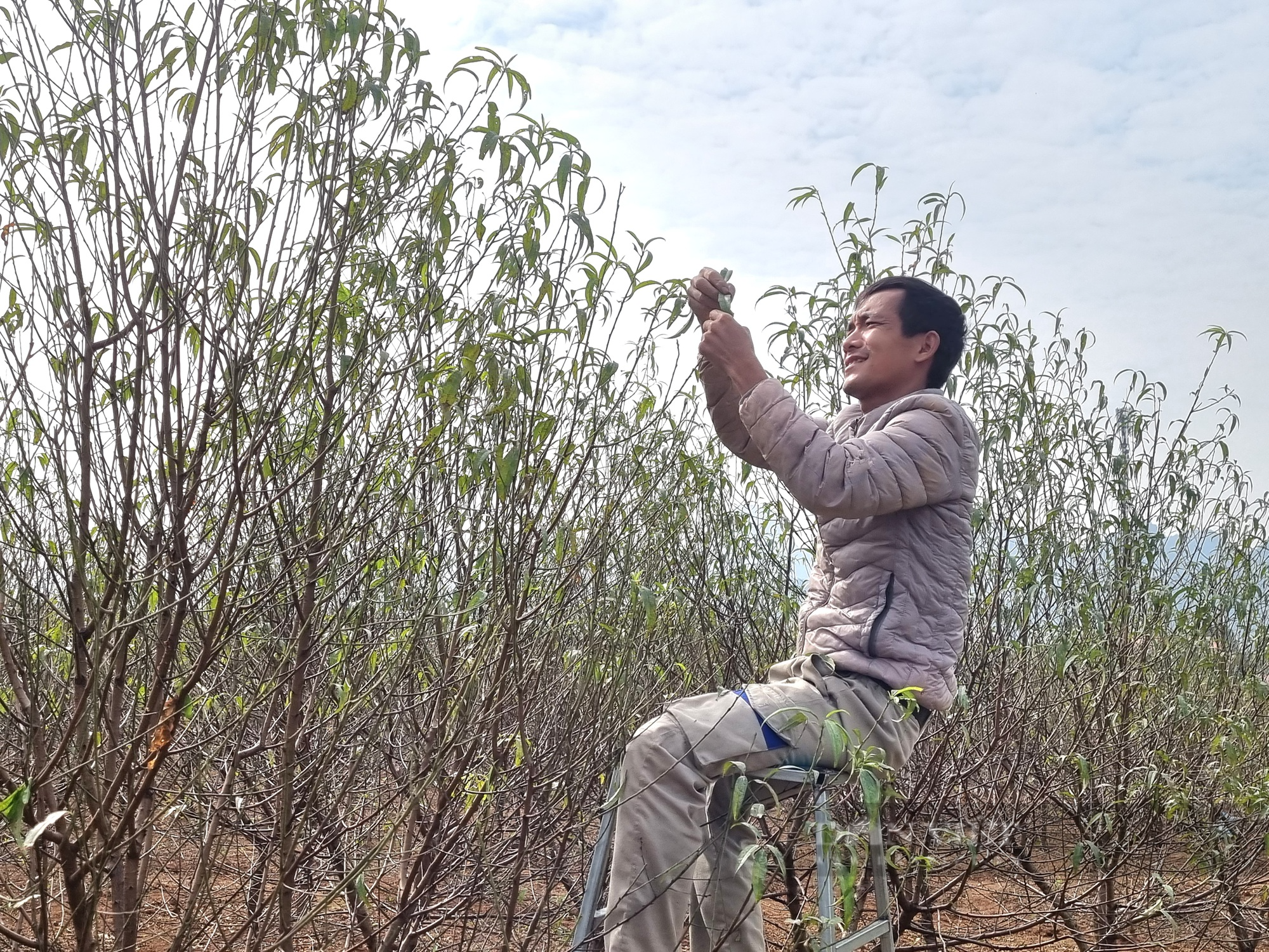 Ninh Bình: U60 chia sẻ cách chăm sóc cây đào phai nở hoa đúng dịp Tết - Ảnh 4.