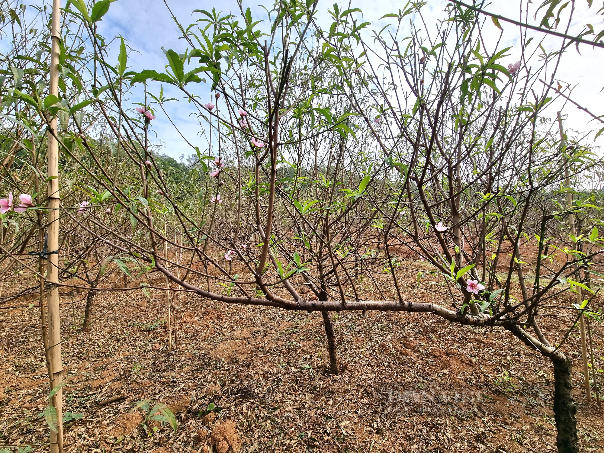 Ninh Bình: U60 chia sẻ cách chăm sóc cây đào phai nở hoa đúng dịp Tết - Ảnh 5.