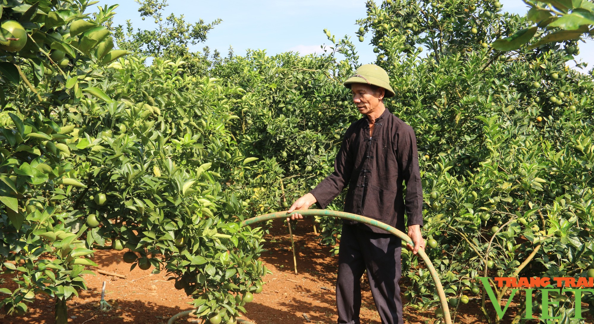 Cầm chiếc điện thoại trên tay giúp lão nông Sơn La  làm giàu - Ảnh 3.