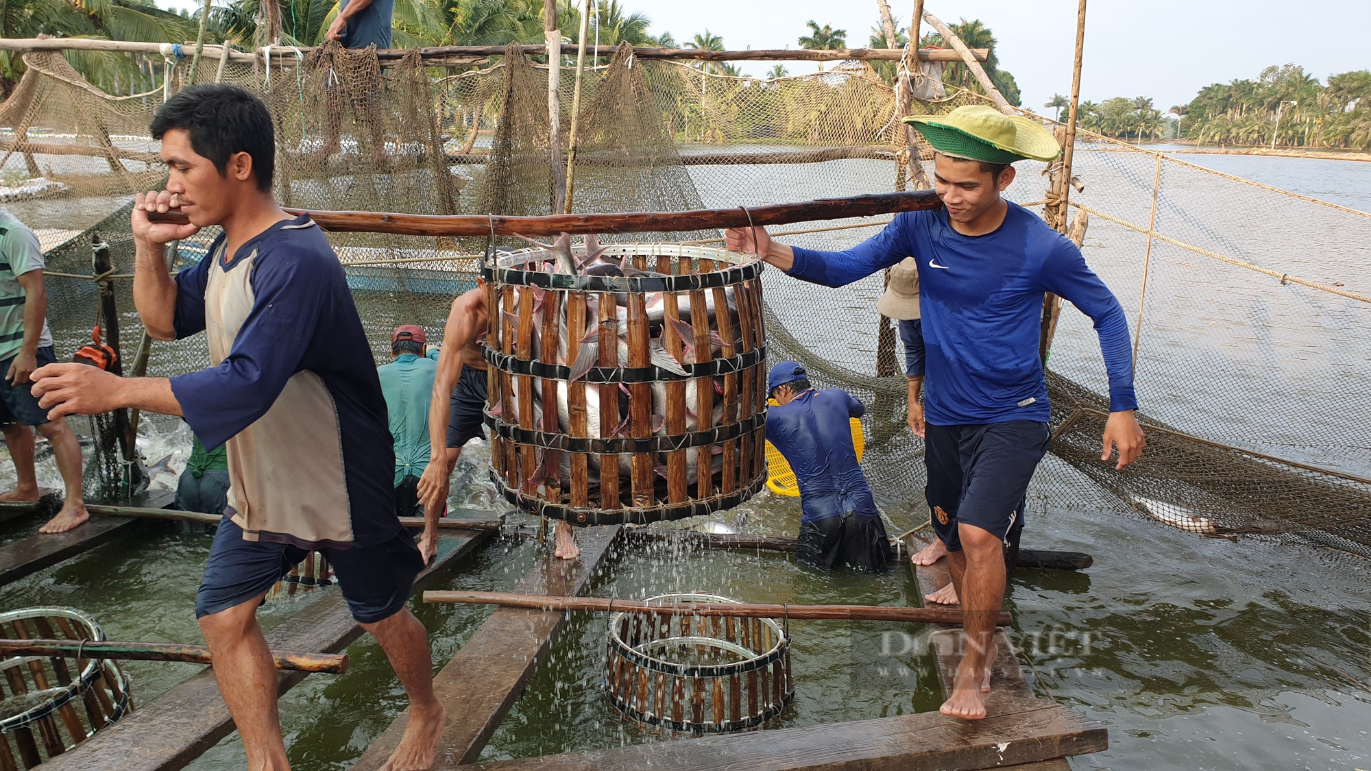 Vốn siết chặt, lãi suất ngân hàng tăng rất cao khiến doanh nghiệp xuất khẩu cá tra ĐBSCL gặp nhiều khó khăn - Ảnh 2.