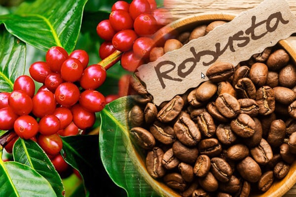 Giá cà phê hai sàn tiếp tục bật tăng mạnh, nguồn cung cà phê Việt Nam giảm hỗ trợ giá - Ảnh 2.