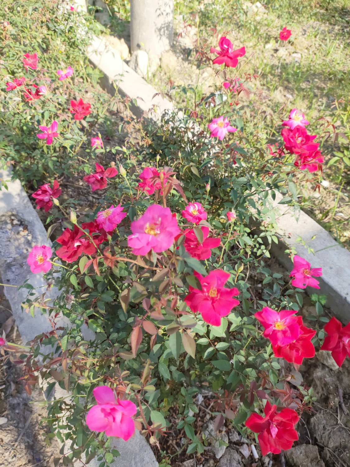 Trồng hoa ven đường nông thôn mới ở Nghệ An, cỏ dại biến mất, hoa hồng, hoa chiều tím tuôn màu, tỏa hương - Ảnh 3.