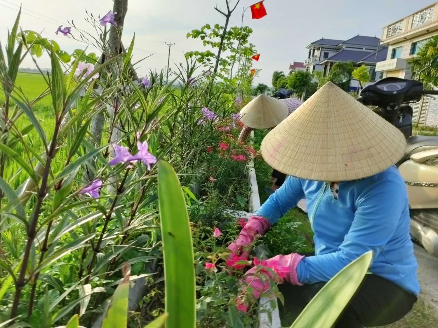 Trồng hoa ven đường nông thôn mới ở Nghệ An, cỏ dại biến mất, hoa hồng, hoa chiều tím tuôn màu, tỏa hương - Ảnh 1.