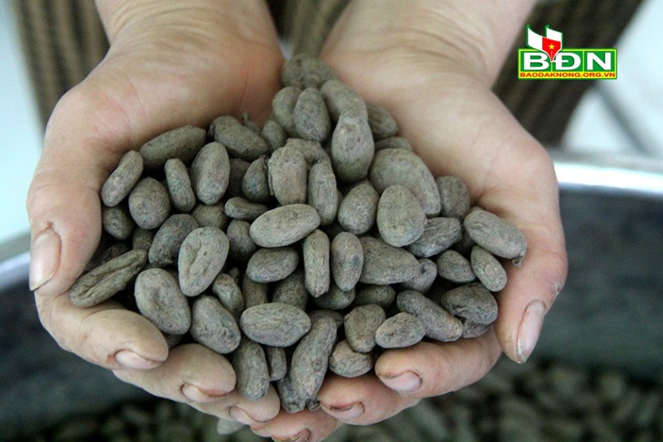 Ai là nông dân đầu tiên của tỉnh Đắk Nông làm được chocolate?  - Ảnh 4.