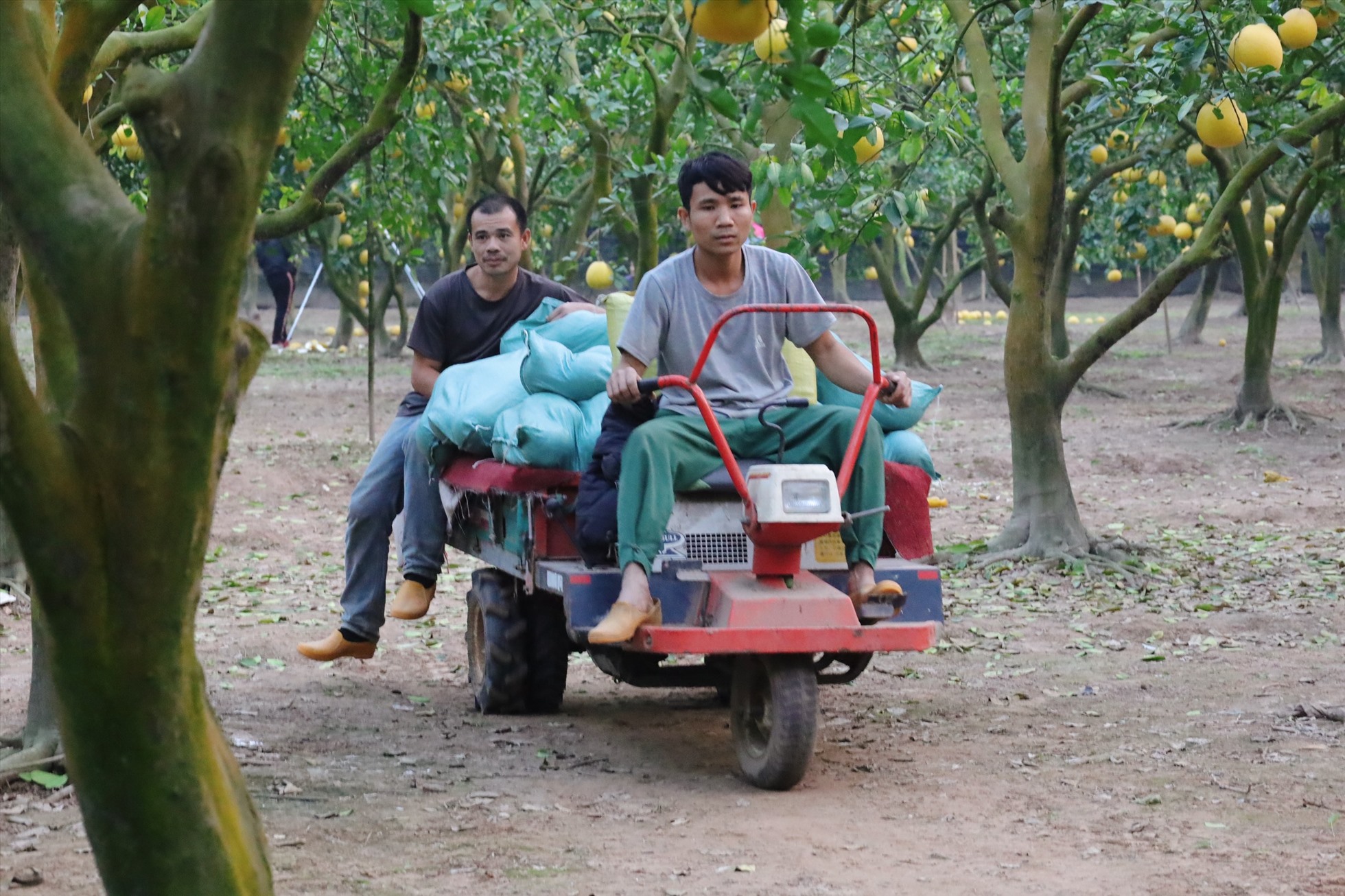 Đây là loại quả đặc sản của Hà Nội, giá bình dân, tới mùa dân làng vừa hái bán vừa lo đối phó trộm cắp - Ảnh 2.