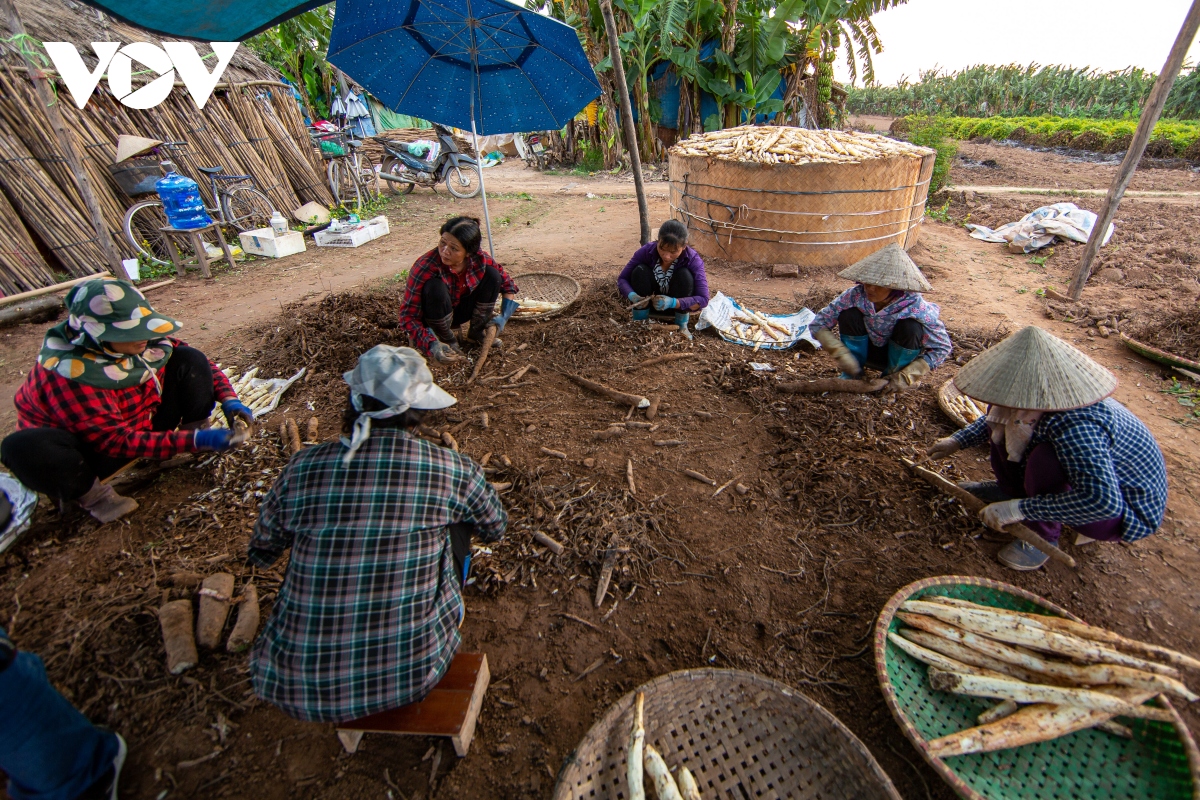 Củ cọc rào là củ như thế nào mà muốn đào dân bãi sông Hồng phải dùng xà beng khá là cực nhọc? - Ảnh 12.