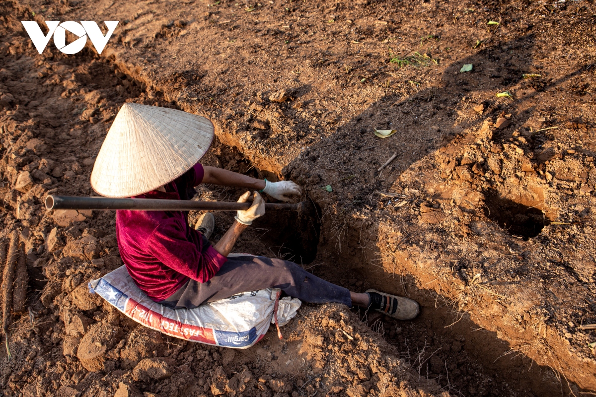 Củ cọc rào là củ như thế nào mà muốn đào dân bãi sông Hồng phải dùng xà beng khá là cực nhọc? - Ảnh 6.