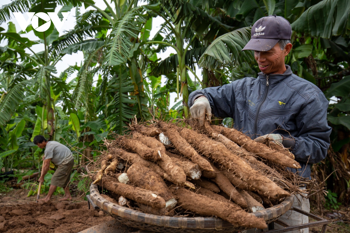 Củ cọc rào là củ như thế nào mà muốn đào dân bãi sông Hồng phải dùng xà beng khá là cực nhọc? - Ảnh 8.