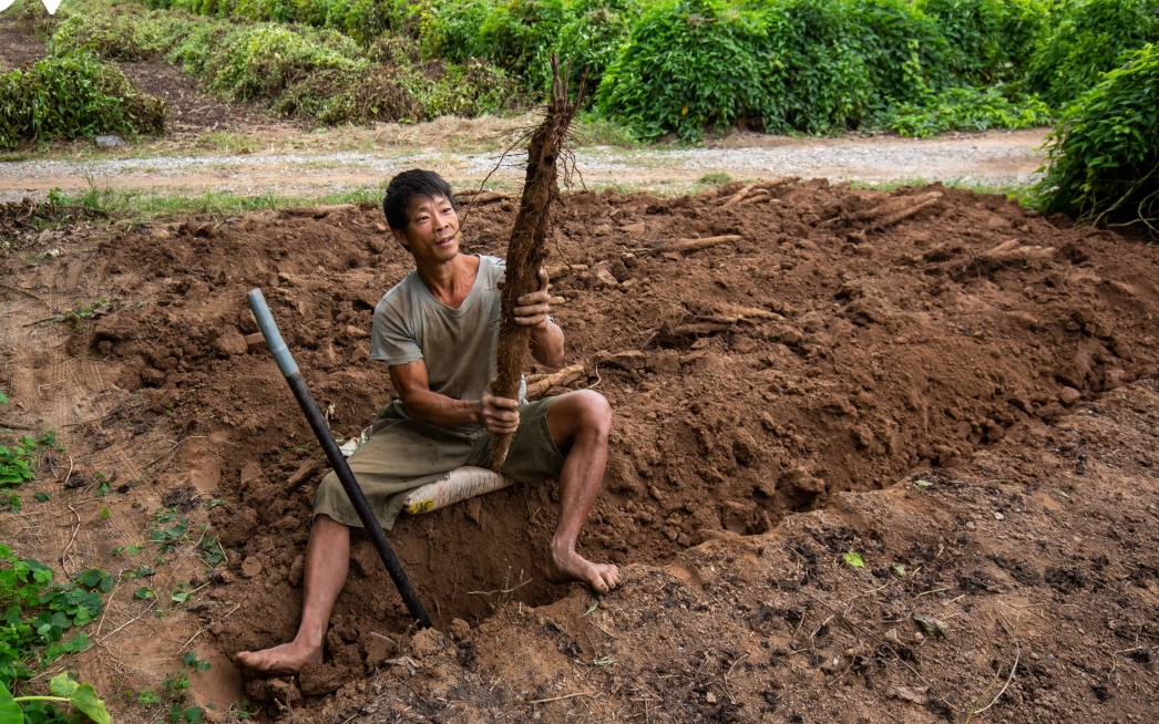 Củ cọc rào là củ như thế nào mà muốn đào dân bãi sông Hồng phải dùng xà beng khá là cực nhọc?