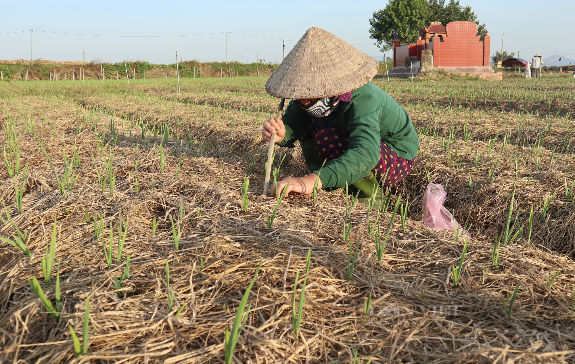 Làng Đông trồng loại tỏi tía gì mà thơm lừng, thương lái tranh nhau mua ngay tại ruộng - Ảnh 4.